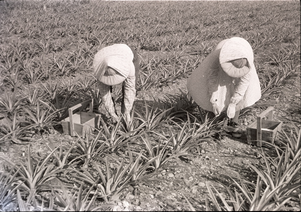 Lin Duan-long brothers weeding and fertilising in Chulu 1