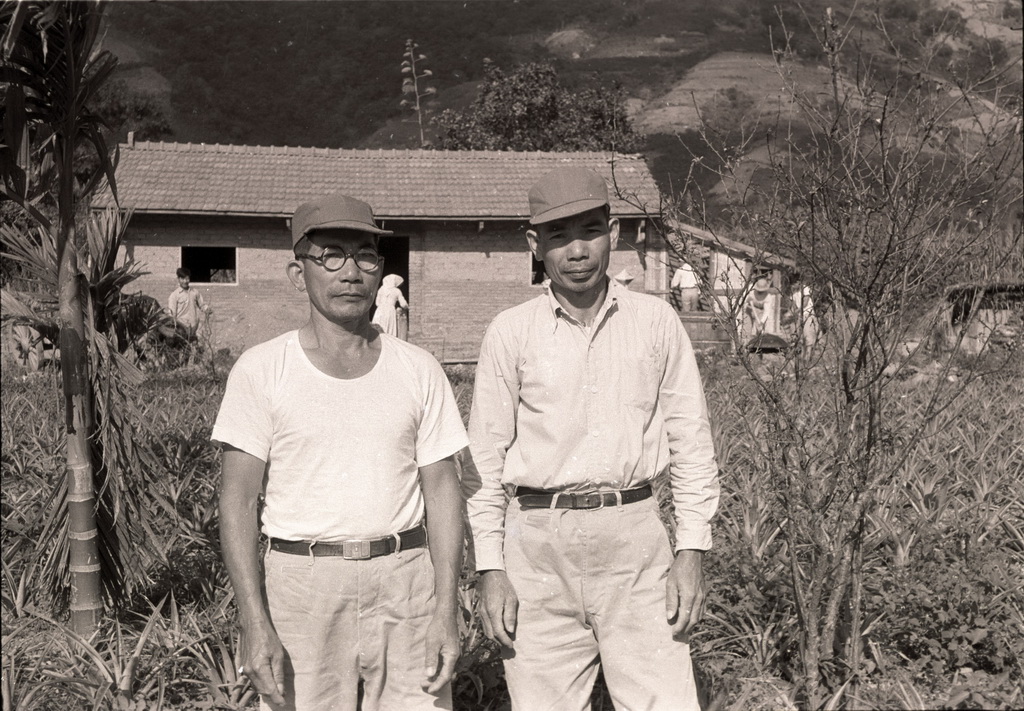 Lin Duan-long brothers weeding and fertilising in Chulu 3