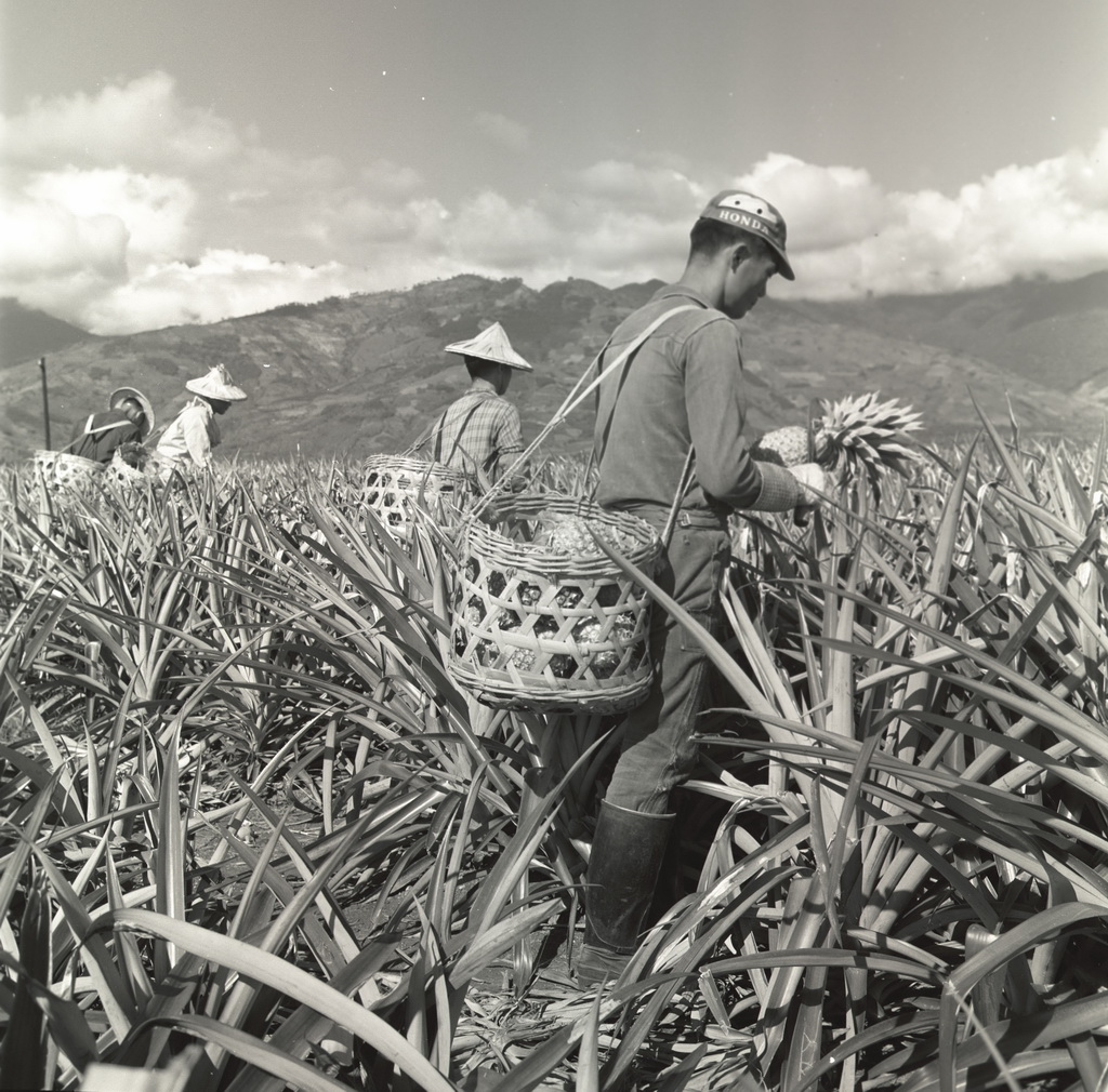 Harvesting pineapples 23