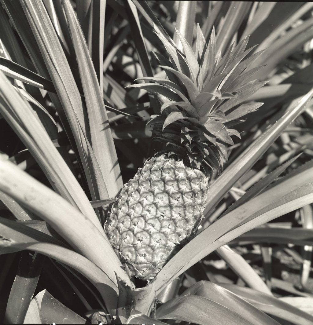 Planting pineapples 32