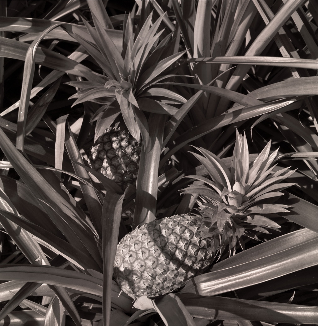 Planting pineapples 33