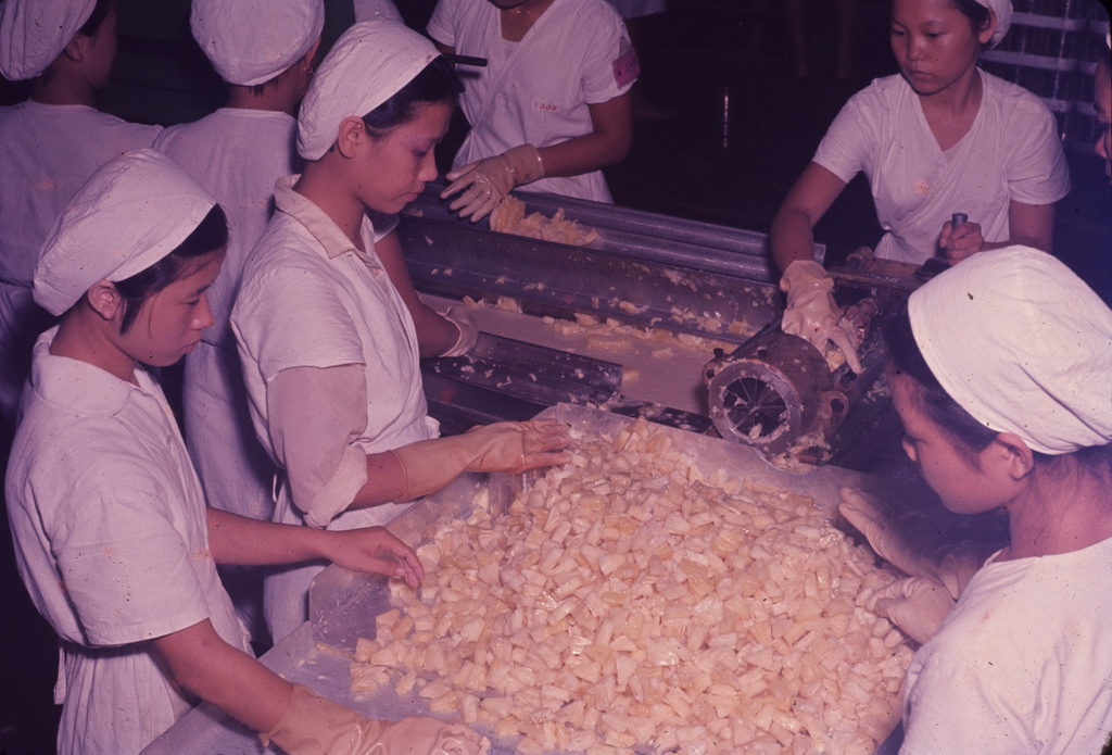 Working scene in the pineapple factory, 9