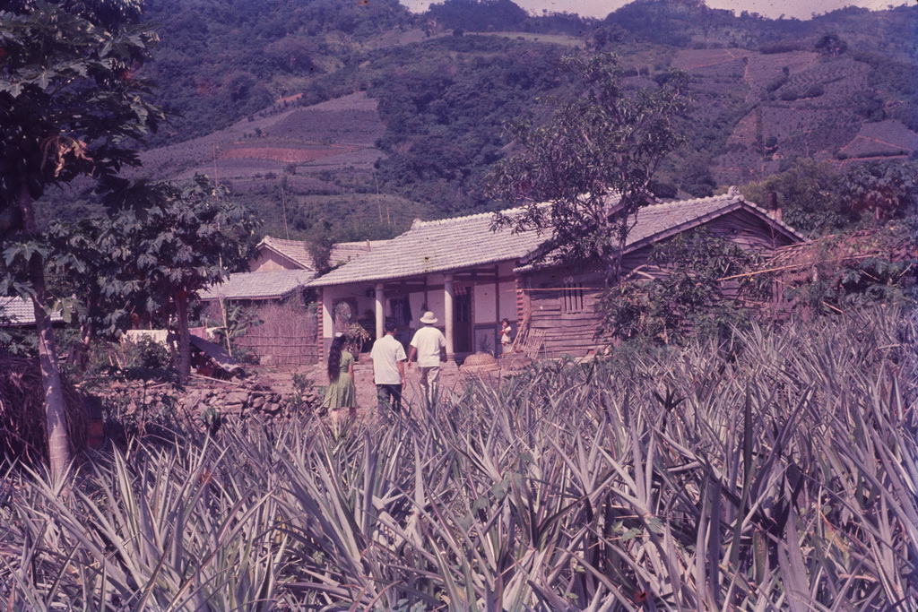 Pineapple Farm in Taitung 3