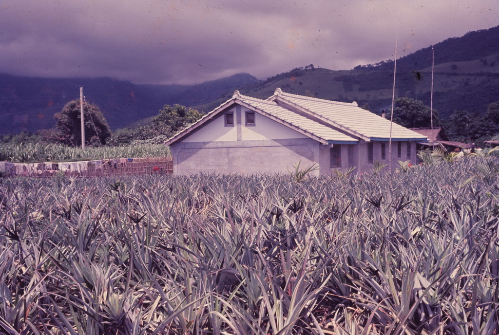 Pineapple Farm in Taitung 4