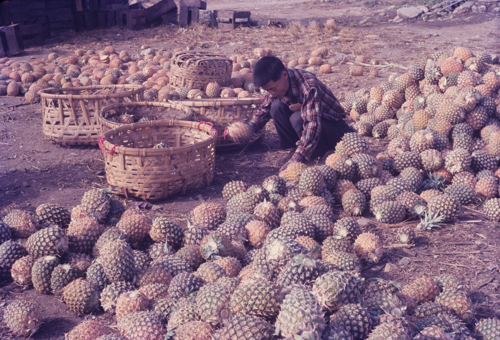 Harvesting pineapples 27